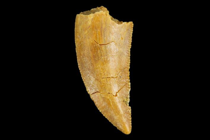 Serrated, Raptor Tooth - Real Dinosaur Tooth #124281
